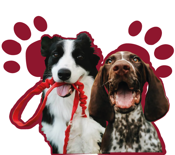 PawsWalks Warrington