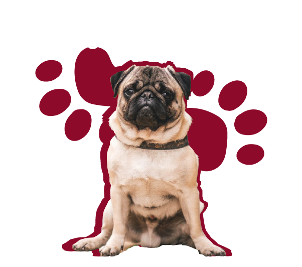 dog walker - coming soon